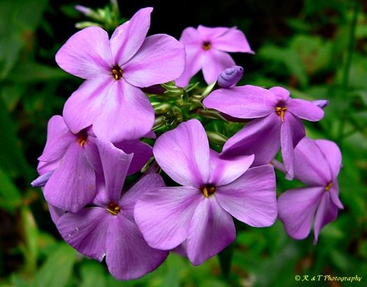 {Phlox carolina}